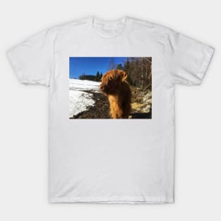 Scottish Highland Cattle Calf 1967 T-Shirt